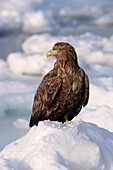 Portrait of White-Tailed Eagle,Nemuro Channel,Shiretoko Peninsula,Hokkaido,Japan