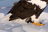 Close-up of Steller's Sea Eagle's Talons