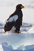 Steller's Sea Eagle on Ice Floe,Nemuro Channel,Shiretoko Peninsula,Hokkaido,Japan