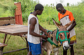 Junger Senegalese bindet einen Esel an einen Karren außerhalb von Fatick, Senegal, Westafrika, Afrika