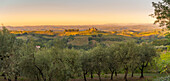 Blick auf Olivenbäume, Weinberge und Landschaft bei San Gimignano bei Sonnenuntergang, San Gimignano, Provinz Siena, Toskana, Italien, Europa