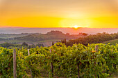 Blick auf Weinberge und Landschaft bei Sonnenaufgang bei San Gimignano, San Gimignano, Provinz Siena, Toskana, Italien, Europa