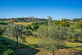 Blick auf Olivenbäume und Landschaft mit San Gimignano im Hintergrund, San Gimignano, Provinz Siena, Toskana, Italien, Europa