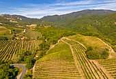 Elevated view of vineyards near Borello,Emilia Romagna,Italy,Europe