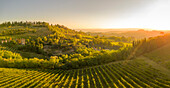 Blick von oben auf die Weinberge bei San Gimignano bei Sonnenaufgang,San Gimignano,Toskana,Italien,Europa
