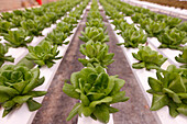 Reihen von Salat in einem Gewächshaus, Bio-Hydrokultur-Gemüsefarm, Dalat, Vietnam, Indochina, Südostasien, Asien