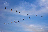 Vögel fliegen über dem Saloum-Flussdelta in Senegal, Westafrika, Afrika
