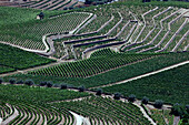 Weinberge im Douro-Tal im Herzen des Alto Douro Weinanbaugebiets,Pinhao,Portugal,Europa