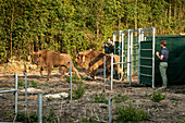 Europäischer Wisent (Bison bonasus), weiblich (Kuh), wird im Rahmen des Wilder Blean-Projekts in den Wald freigelassen, Kent, England, Vereinigtes Königreich, Europa