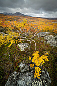 Blick auf Hängebirke (Betula pendula) und Fjälls, Herbstfarbe, Norwegen, Skandinavien, Europa