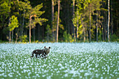 Eurasian brown bear (Ursus arctos arctos) standing in cotton grass meadow,Finland,Europe