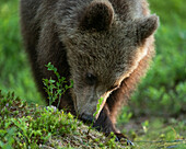 Eurasian brown bear (Ursus arctos arctos) looking for food in forest environment,Finland,Europe