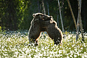 Braunbär (Ursus arctos arctos), ausgewachsen, kämpft auf einer Baumwollgraswiese,Finnland,Europa