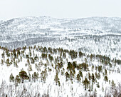 Schneebedeckte Hügel und Berge mit Kiefernwald, Anderdalen National Park, Senja, Troms og Finnmark, Norwegen, Skandinavien, Europa
