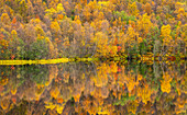 Silberbirke spiegelt sich im See im Herbst,Senja,Troms og Finnmark,Norwegen,Skandinavien,Europa