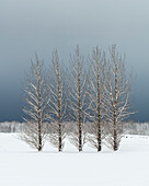 Trees in snowy field,Skogar,Iceland,Polar Regions