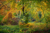 Broadleaved woodland in autumn,United Kingdom,Europe