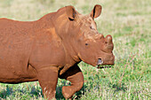 White rhinoceros (white rhino) (square-lipped rhinoceros) (Ceratotherium simum) covered with red soil,Kwazulu Natal Province,South Africa,Africa
