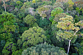 Blick über die Baumkronen des Adolpho Ducke Forest Reserve, Manaus, Staat Amazonien, Brasilien, Südamerika