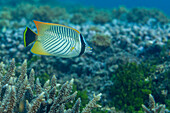 Ein ausgewachsener Chevron-Falterfisch (Chaetodon trifascialis), vor der Insel Bangka, in der Nähe von Manado, Sulawesi, Indonesien, Südostasien, Asien