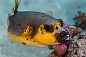 Ein ausgewachsener Schwarzfleck-Kugelfisch (Arothron nigropunctatus), vor der Insel Bangka, nahe Manado, Sulawesi, Indonesien, Südostasien, Asien