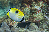 Ein ausgewachsener Tropfenfalterfisch (Chaetodon unimaculatus), vor der Insel Bangka, nahe Manado, Sulawesi, Indonesien, Südostasien, Asien