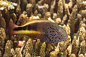 Ein ausgewachsener Sommersprossen-Falke (Paracirrhites forsteri), vor der Insel Bangka, nahe Manado, Sulawesi, Indonesien, Südostasien, Asien