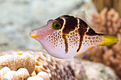 Ein ausgewachsener Mimikfeilenfisch (Paraluteres prionurus), vor der Insel Bangka, nahe Manado, Sulawesi, Indonesien, Südostasien, Asien