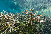 Reiches Leben im kristallklaren Wasser in den flachen Riffen vor der Wayag Bay, Raja Ampat, Indonesien, Südostasien, Asien