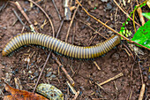 A millipede in the family Spirobolidae in the order Spirobolida,Waigeo Island,Raja Ampat,Indonesia,Southeast Asia,Asia