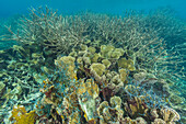 Fishing net imbedded in the coral in the crystal clear water in the shallow reefs off Wayag Bay,Raja Ampat,Indonesia,Southeast Asia,Asia