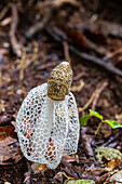 Brautschleier Stinkhorn (Phallus indusiatus), wächst auf der Insel Waigeo, Raja Ampat, Indonesien, Südostasien, Asien