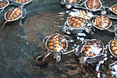 Eine Wanne voller grüner Meeresschildkröten (Chelonia mydas), Tangkoko National Preserve auf Sulawesi Island, Indonesien, Südostasien, Asien