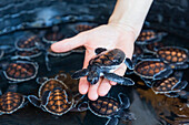 Eine Wanne voller Jungtiere der Grünen Meeresschildkröte (Chelonia mydas), Tangkoko National Preserve auf der Insel Sulawesi, Indonesien, Südostasien, Asien