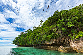 Röhrennasenfledermäuse (Nyctimene albiventer), in der Luft über Pulau Panaki, Raja Ampat, Indonesien, Südostasien, Asien