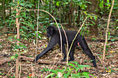 Junger Celebes-Schopfmakak (Macaca nigra), auf Nahrungssuche im Tangkoko Batuangus Naturreservat, Sulawesi, Indonesien, Südostasien, Asien