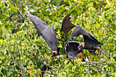 Common tube-nosed fruit bats (Nyctimene albiventer) in the air over Pulau Panaki,Raja Ampat,Indonesia,Southeast Asia,Asia