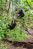 Junger Celebes-Schopfmakake (Macaca nigra), beim Spielen im Tangkoko Batuangus Naturreservat, Sulwesi, Indonesien, Südostasien, Asien