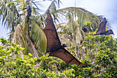 Gewöhnliche Röhrennasenfledermaus (Nyctimene albiventer), in der Luft über Pulau Panaki, Raja Ampat, Indonesien, Südostasien, Asien