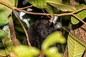 Ein erwachsener Celebes-Schopfmakak (Macaca nigra), bei der Futtersuche im Tangkoko Batuangus Nature Reserve, Sulawesi, Indonesien, Südostasien