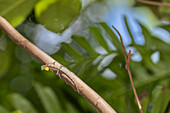 Ein fliegender Drache, Draco spp, eine insektenfressende Baumagameidechse im Tangkoko Batuangus Naturreservat, Sulawesi, Indonesien, Südostasien, Asien