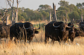 Afrikanische Büffel (Syncerus caffer),Okavango Delta,Botswana.