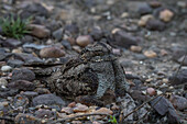 Perfekte Mimik eines Dschungelnachtschwalbe (Caprimulgus indicus) mit Küken, Bandhavgarh National Park, Indien.