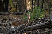 Axis Deer (Cervus axis),Bandhavgarh National Park,India.