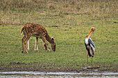 Axis deers (Cervus axis) grazing and a Painted Stork (Mycteria leucocephala),Bandhavgarh National Park,India.