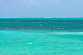 Schildkrötengraswiesen und Riffe auf sandigem Grund in klarem, flachem Wasser innerhalb des Belize Barrier Reefs in der Karibik, Belize.