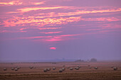 Die Sonne geht am rauchigen und wolkenverhangenen Himmel über dem soeben abgeernteten Getreidefeld unter, in der Nähe meines Hauses im Süden von Alberta. Tatsächlich arbeiteten die Erntemaschinen auf dem Feld, als ich dies aufnahm. Das war am 3. September 2023.