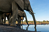 Afrikanische Elefanten (Loxodonta africana) beim Trinken an einer Wasserstelle im Mashatu-Wildreservat, Botswana.