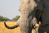 Porträt eines afrikanischen Elefanten (Loxodonta africana), Okavango Delta, Botswana.