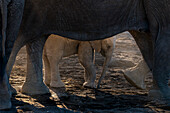 Afrikanisches Elefantenkalb (Loxodonta africana), Mashatu Game Reserve, Botswana.